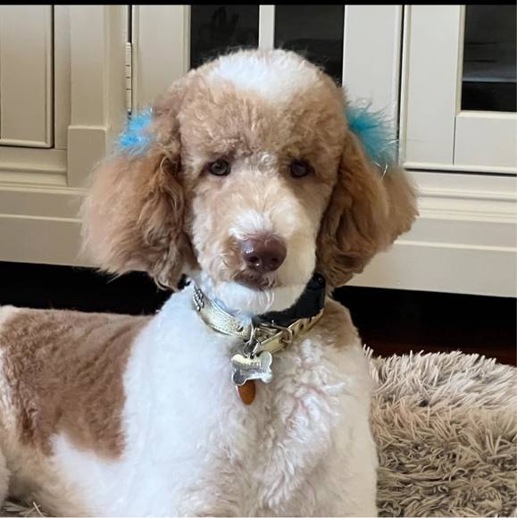 Meet your Posher, Deborah - Picture 1 of 1